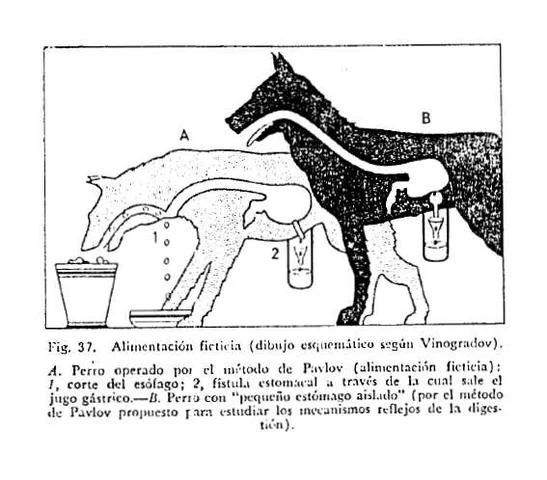 Pavlov desarrolla una tipología del Sistema Nervioso.
