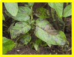 DeBary identificó al hongo Phytophthora infestans como causante del tizón tardío de la papa