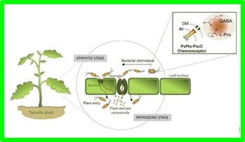 Se descubrió que algunas cepas de bacterias fitopatógenas eran resistentes a algunos antibióticos