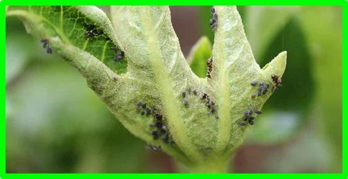 New y Kerr introdujeron el primer control biológico