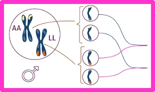 Biffen describió la herencia mendeliana de la resistencia a la roya en trigo