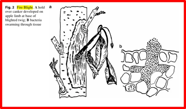 Burrill demostró que una bacteria causaba el tizón de fuego del peral y manzano