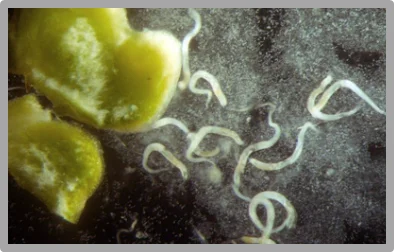 Needham reportó los primeros nematodos fitoparásitos en agallas de trigo