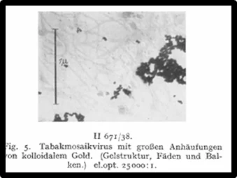 Kausche y colaboradores observaron partículas virales con microscopio electrónico