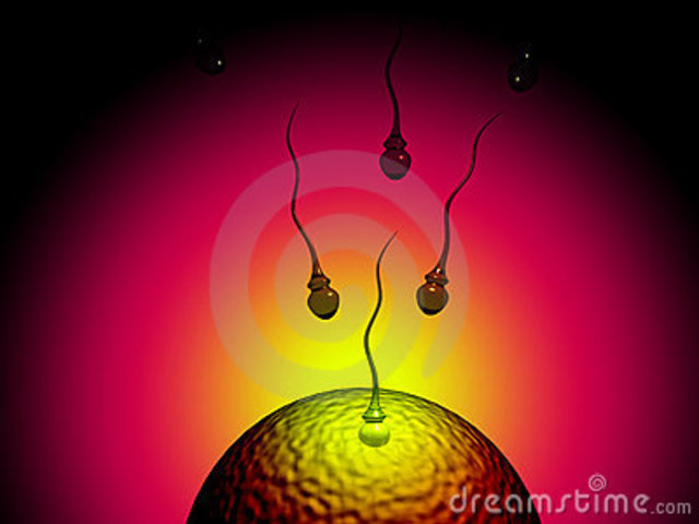 Ovulation in females and sperm production in males begins.