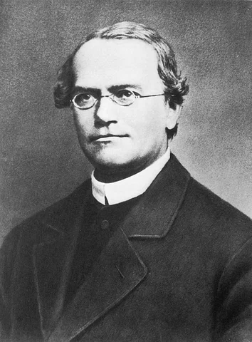 Los guisantes de Mendel
