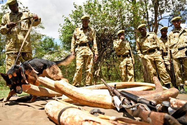 Game Rangers Confiscate 13 Elephant Tusks
