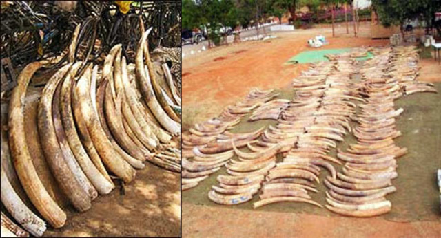 15 Poachers Arrested After Caught With 1,000kg Of Bush Meat