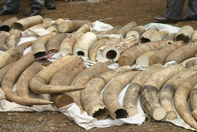 20 Ivory Tusks Confiscated In Ntam