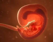 Embrionaria 5 semana