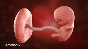 Inicio del Periodo Fetal (Semana 9)