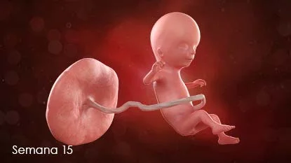 Desarrollo Fetal Medio (Semanas 15 a 24)