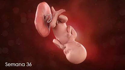 Desarrollo Fetal Tardío (Semanas 25 a 36)