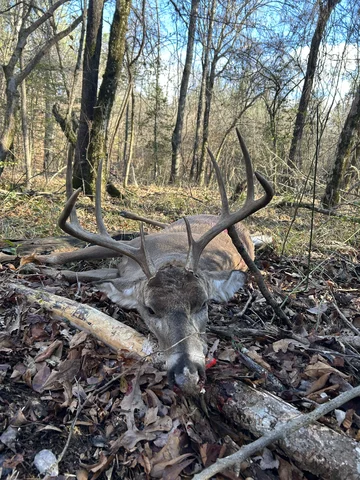 Killed a decent deer