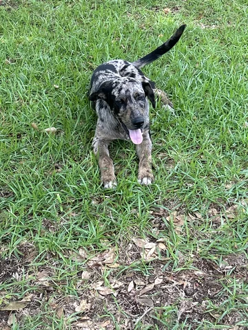 Got a new dog