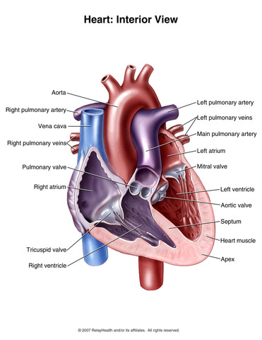 Heart develops right and left chambers.
