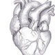 Heart drawing