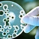 Analisis fitopatologia