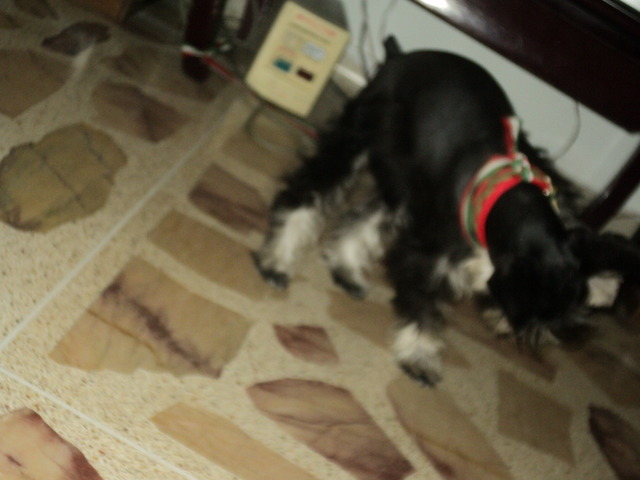 Luna juega mientras luisa estudia.