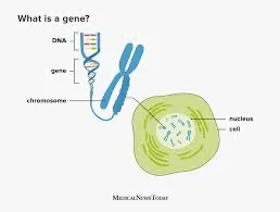 Genomes