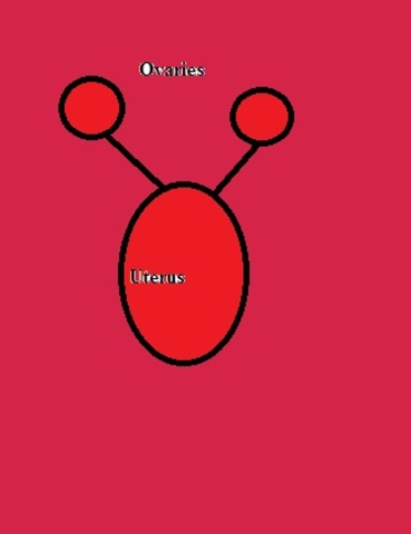 Ovulation in females begins.