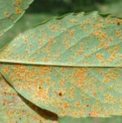 8. La teoría microbiana sin Pasteur y Koch.