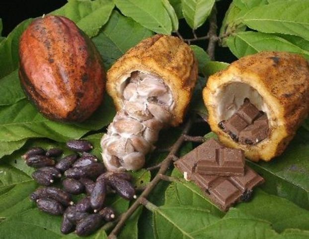 Οι πρώτες φυτείες σοκολάτας