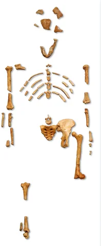 Lucy (first human)