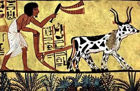 The Ox-Drawn Plow