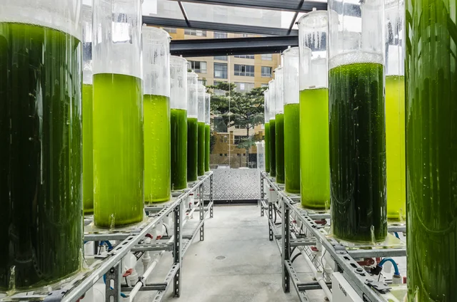 Desinversión de Forest