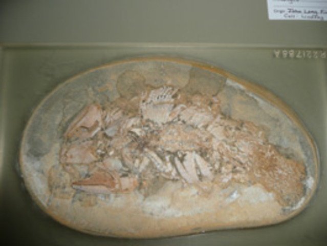 Stanly Found a Fossil