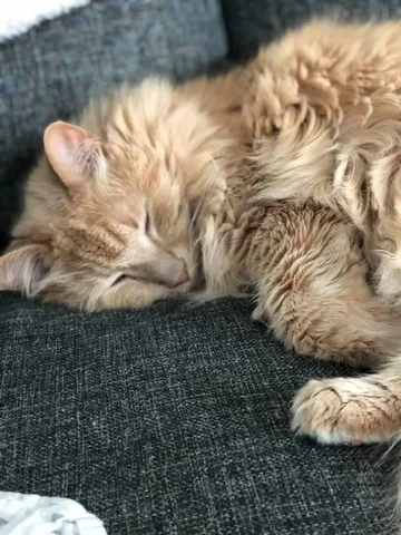 First Childhood Pet