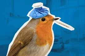 Got the bird flu