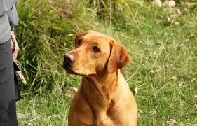 getting my dog