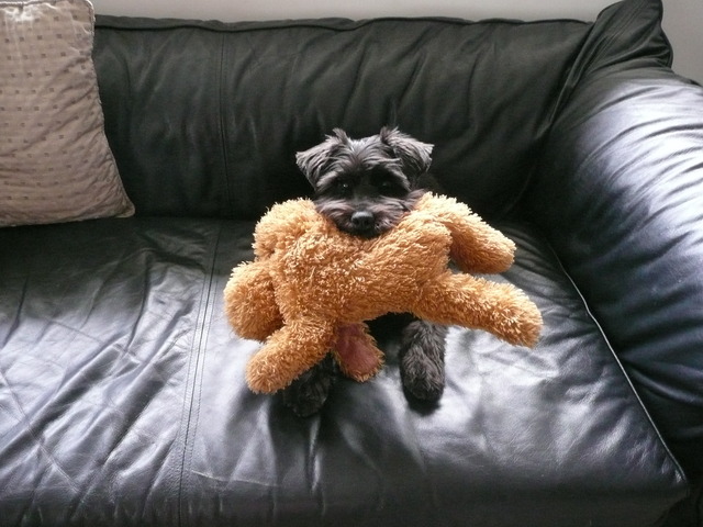 When I first got my puppy