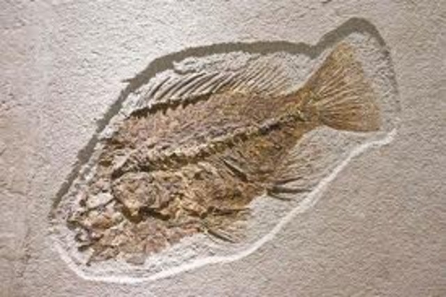 Stanley found the fossil and named him "Caveman"