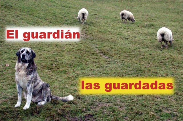 El guardian y las guardadas