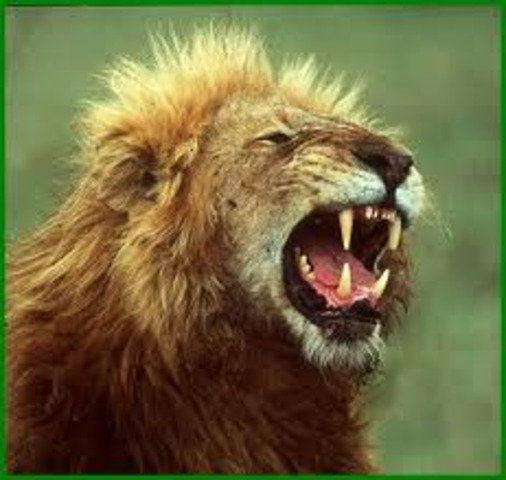 Lejonet från Norden!