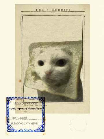 Felis Redditi