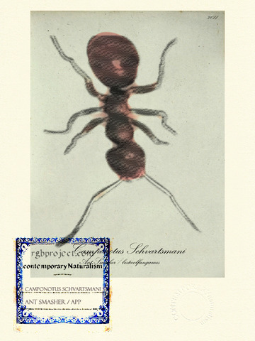 Camponotus Schvartsmani