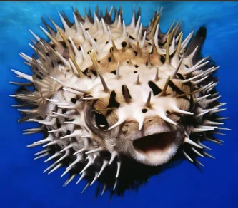 Fishy Fear