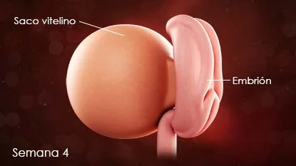 Semana 4