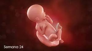 Semana 24