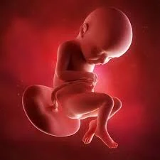 Semana 32