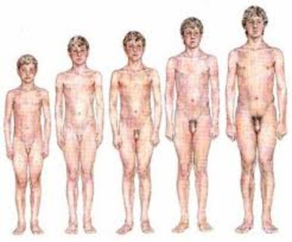 ages 9 to 15 Ovulation in females, and sperm production in males begin.