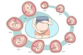 ETAPA PRENATAL