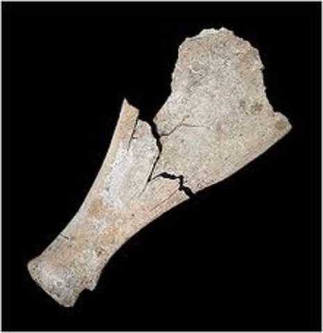 The Chinese Language