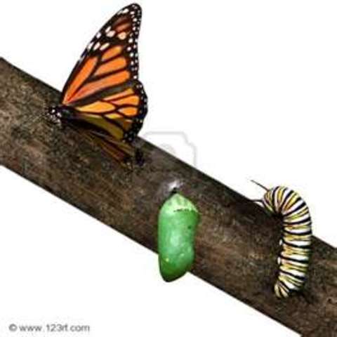 Panchito fue a escuela.