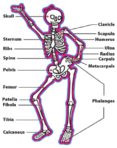 Bones are visible.  Heartbeat can be heard with a stethoscope.