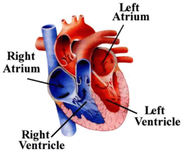 Heart develops right and left chambers.